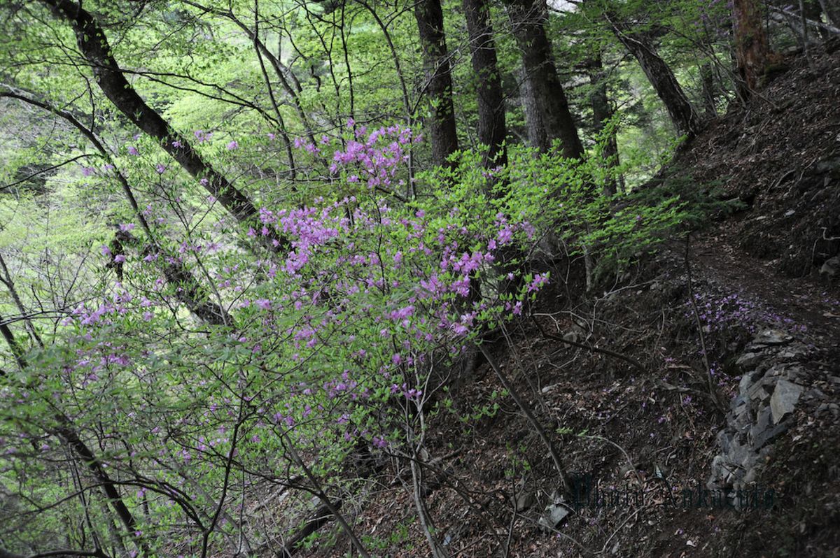 雲取山　日帰り登山